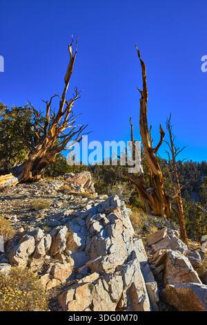 Anciens pins Bristlecone et Rocky Slope sous Deep Blue Sky dans Mountain Wilderness Banque D'Images