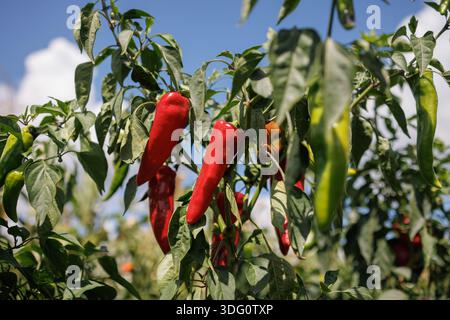 piment rouge mûr dans le jardin à la ferme, culture du poivre, récolte. Banque D'Images