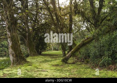 Forêt verte mystique du Brésil, sol mousseline Banque D'Images