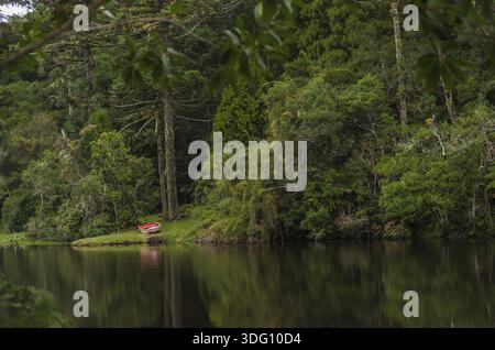 Forêt verte mystique du Brésil, sol mousseline Banque D'Images