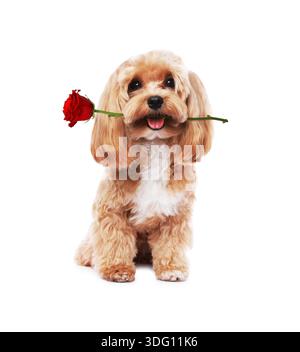 Chien mignon tenant rose rouge dans la bouche sur fond blanc. Maltipoo assis avec fleur Banque D'Images