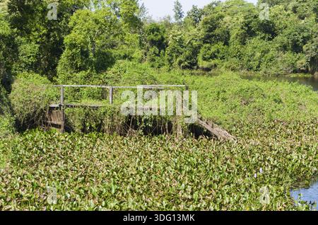 Belle image de la zone humide brésilienne, région riche en faune et flore Banque D'Images