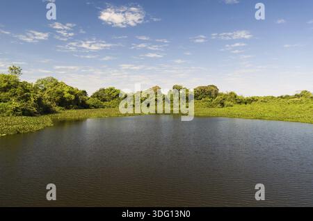 Belle image de la zone humide brésilienne, région riche en faune et flore Banque D'Images