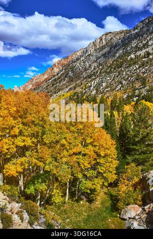Arbres de Pessen d'automne et Rocky Mountain Slope sous le ciel bleu vibrant dans la forêt d'automne Banque D'Images