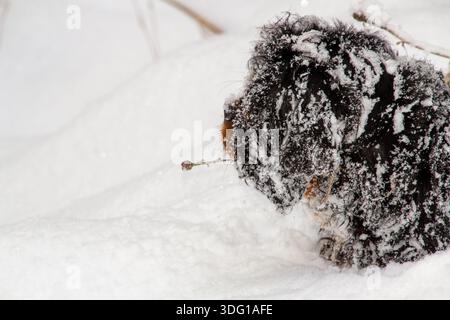 Mâle roi charles cavalier spaniel jouant dans la neige Banque D'Images