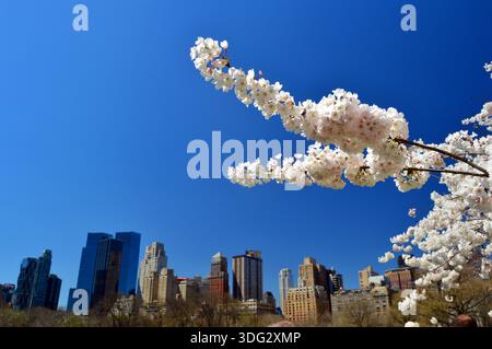 New York, NY, USA 20 avril 2018 Une branche d'un cerisier en fleurs à Central Park encadre l'horizon de New York Banque D'Images