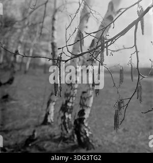 Région de Donetsk, RSS d'Ukraine, Union soviétique, années 1970 Une photographie d'archives de la nature atmosphérique capturant une branche de bouleau chargée de longs chatons suspendus au début du printemps. Le premier plan net contraste avec un arrière-plan plus doux avec les troncs blancs et noirs distinctifs de plusieurs bouleaux debout dans un bosquet. Cette photo de paysage en noir et blanc met en valeur les détails délicats de la flore qui s’éveille, la texture de l’écorce et l’atmosphère sereine et tranquille des bois de la paisible région du Donbass. Banque D'Images
