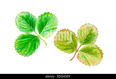 Peinture aquarelle feuilles tropicales illustration, couleur verte de fraise. Banque D'Images