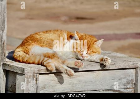 Chat orange et blanc endormi sur une surface en bois Banque D'Images