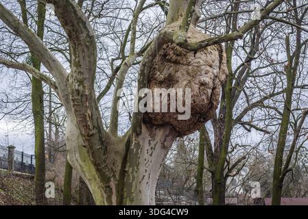 Énorme bourre sur le planetree de Londres dans le zoo de la ville historique de Torun, au centre-nord de la Pologne Banque D'Images