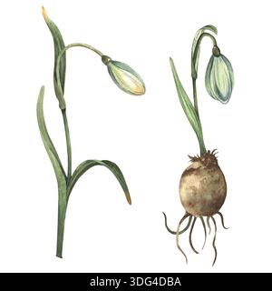 Gouttes de neige, peintes à la main à l'aquarelle. Un germe d'un bulbe. Un bourgeon fermé avec des feuilles. Illustration d'aquarelle botanique. Banque D'Images