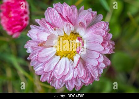 Gros plan d'une fleur de marguerite commune rose et blanche en Pologne Banque D'Images