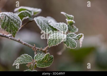 Gros plan sur les feuilles de saumure gelées et givrées pendant l'hiver. Banque D'Images