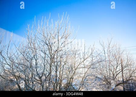 Branches d'arbres couvertes de givre blanc sur fond de ciel bleu. Vue vers le haut. Plantes congelées. Modèle de prunier en saison d'hiver. Fruits Banque D'Images