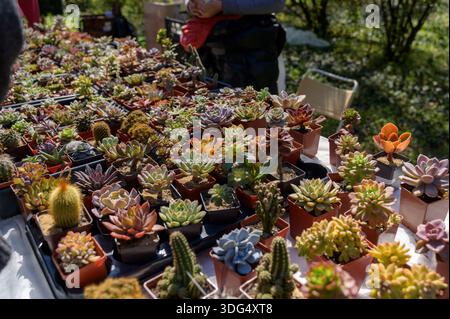 Vue en grand angle de succulentes et de cactus assortis dans des récipients de pépinière. Concept de culture en serre, affichage de pépinière de plantes et variet botanique Banque D'Images