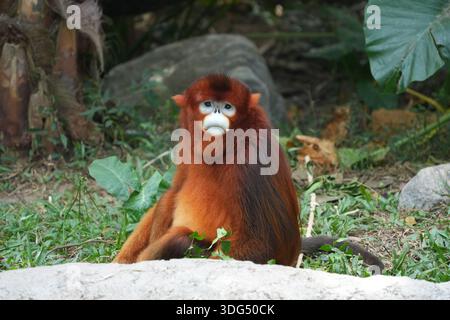 Rare singe doré au nez nub (Rhinopithecus roxellana) dans le Chimelong Safari Park à Guangzhou, en Chine. Banque D'Images