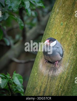 Java Sparrow on Branch – gros plan Portrait de Finch Java blanc et gris à la lumière naturelle Banque D'Images