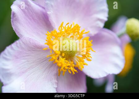 Fleur violette douce capturée dans les moindres détails, montrant le centre jaune vif et les pétales doux Banque D'Images