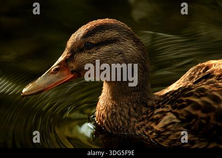 Canard colvert femelle a nagé dans un petit ruisseau si gracieux qu'elle semblait flotter sur la surface entourée par les ondes lumineuses qu'elle a faites tout en paraissant douce Banque D'Images