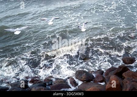 Mouettes survolant les vagues de la mer lors d'une journée couverte Banque D'Images