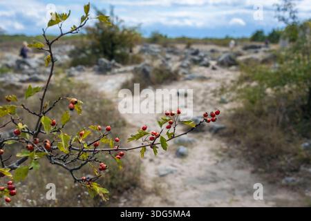 Branche d'aubépine avec des baies rouges dans la région de Pobiti Kamani formations rocheuses appelé désert de pierre en Bulgarie Banque D'Images