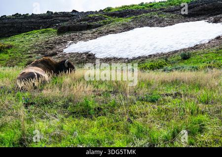 Bison reposant sur l'herbe verte au printemps à Yellowstone Banque D'Images
