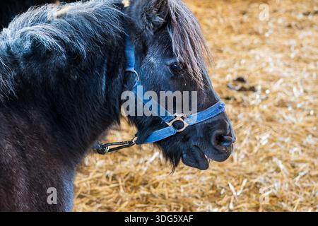 Vue de profil d'un poney Noir portant un Halter Bleu dans une écurie Banque D'Images
