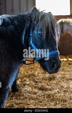 Vue de profil d'un poney Noir portant un Halter Bleu dans une écurie Banque D'Images