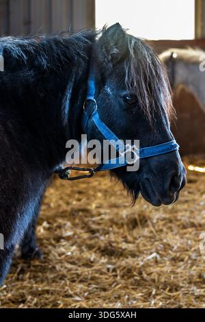 Vue de profil d'un poney Noir portant un Halter Bleu dans une écurie Banque D'Images