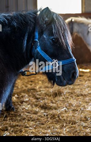 Vue de profil d'un poney Noir portant un Halter Bleu dans une écurie Banque D'Images