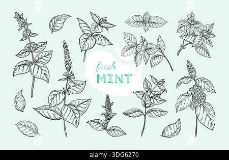 Feuille de menthe. Croquis de branche de menthe poivrée, menthe verte noire et blanche, plante de menthol dessinée à la main. Herbes botaniques, feuilles et tiges. Condiment ou flore médicale. Vecteur doodle éléments isolés pour la conception Illustration de Vecteur