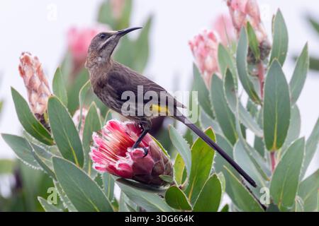 Cape Sugarbird (Promerops cafer), Western Cape, Afrique du Sud Banque D'Images