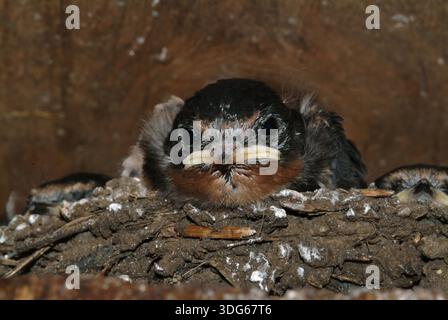 Nid d'une hirondelle de bébé naissante entouré de matériaux de nidification doux. - Cornouailles - Angleterre, Royaume-Uni : mai 2022 Banque D'Images