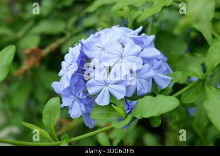 Plumbago auriculata. Arbuste à feuilles persistantes grimpantes Cape plomb prisé pour les racèmes de fleurs bleues. Aussi appelé Plumbago capensis Banque D'Images
