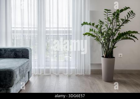 intérieur lumineux et moderne avec rideaux blancs transparents, grande fenêtre, canapé gris et plante verte créant une atmosphère naturelle calme. Banque D'Images