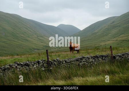 Une vache Limousin britannique brune et musclée (Limousine) dans un champ près de Bowderdale, Howgills, Yorkshire Dales National Park, Angleterre, Royaume-Uni. Banque D'Images