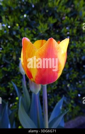 Tulipa jaune et rouge unique 'United States' (tulipes) cultivée dans un jardin de Cottage anglais dans le Lancashire, Angleterre, Royaume-Uni Banque D'Images