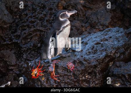 Pingouin Galapgos et crabes Banque D'Images