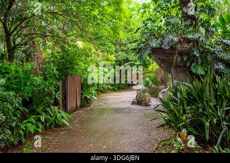 Un sentier serein entouré de verdure luxuriante dans le zoo de Cali, en Colombie, mettant en valeur la faune et la flore animées et exotiques. Banque D'Images