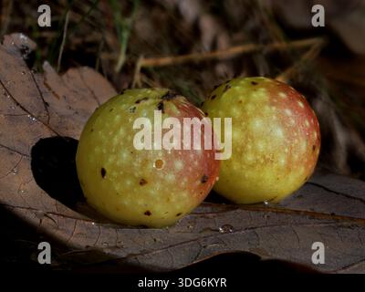 Les Galles de chêne sont anormales, souvent sphériques, sur les chênes, causées par de minuscules guêpes biliaires qui pondent des œufs dans les tissus de l'arbre Banque D'Images