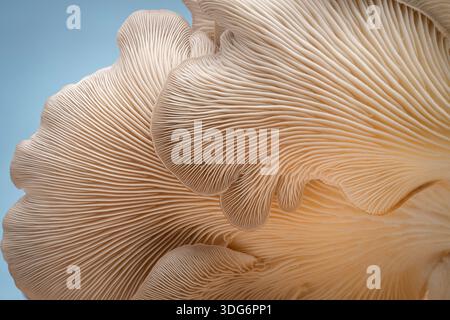 Gros plan sur les branchies d'un champignon d'huître Banque D'Images