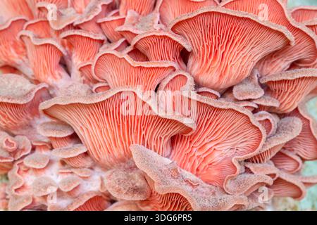 Rose Bud Pink Oyster Mushrooms en gros plan Banque D'Images