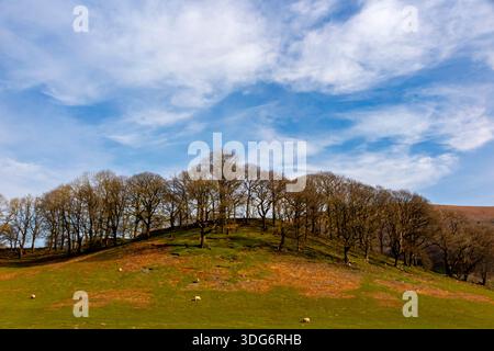 Moutons pâturant dans un paysage rural avec des arbres au début du printemps près de Church Stretton dans les Shropshire Hills Angleterre Royaume-Uni. Banque D'Images