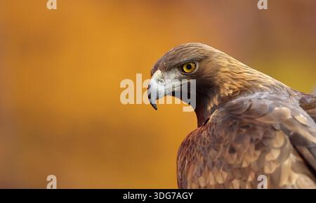 Mascotte Golden Eagle Attila (Frankfurt) Francfort, 9 janvier 2026, Football, Bundesliga [Bundesliga], Eintracht Francfort - Borussia Dortmund Banque D'Images