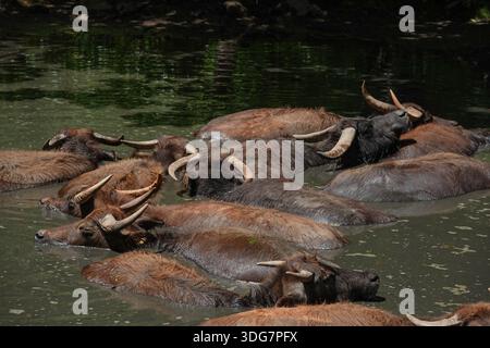 Ankole Watusi Longhorn bétail dans Watering Hole Banque D'Images