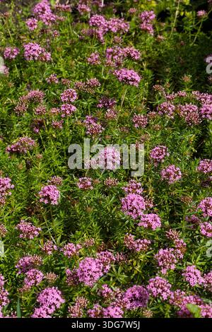 Floraison Phuopsis stylosa, connue sous le nom d'armoise caucasienne, avec des fleurs roses dans un jardin d'été Banque D'Images