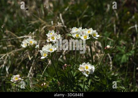 Une vue rapprochée capture un groupe de fleurs pasques blanches se balançant doucement au milieu d'herbes sauvages en toile de fond. Les pétales délicats présentent un velours doux Banque D'Images