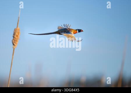 Un Rooster Pheasant en vol au-dessus d'un marais à queue dans le Dakota du Sud Banque D'Images