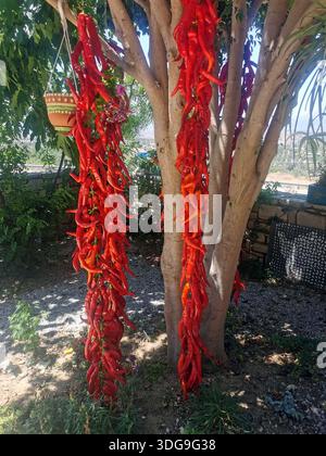 Piments piments suspendus sur un arbre à sécher (Crète, Grèce) Banque D'Images