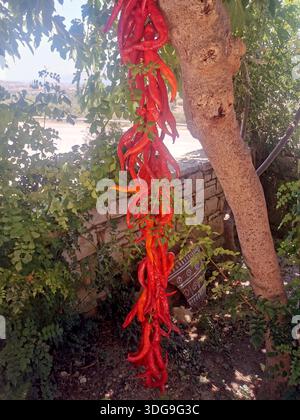 Piments piments suspendus sur un arbre à sécher (Crète, Grèce) Banque D'Images